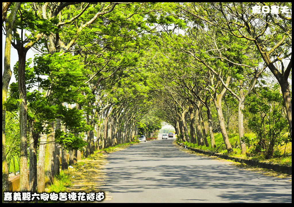 【嘉義旅遊】嘉義賞花二日遊．住里亞環島行旅輕鬆上阿里山賞櫻花/瑞里紫滕花季/黃花風鈴木/苦戀花隧道 @假日農夫愛趴趴照