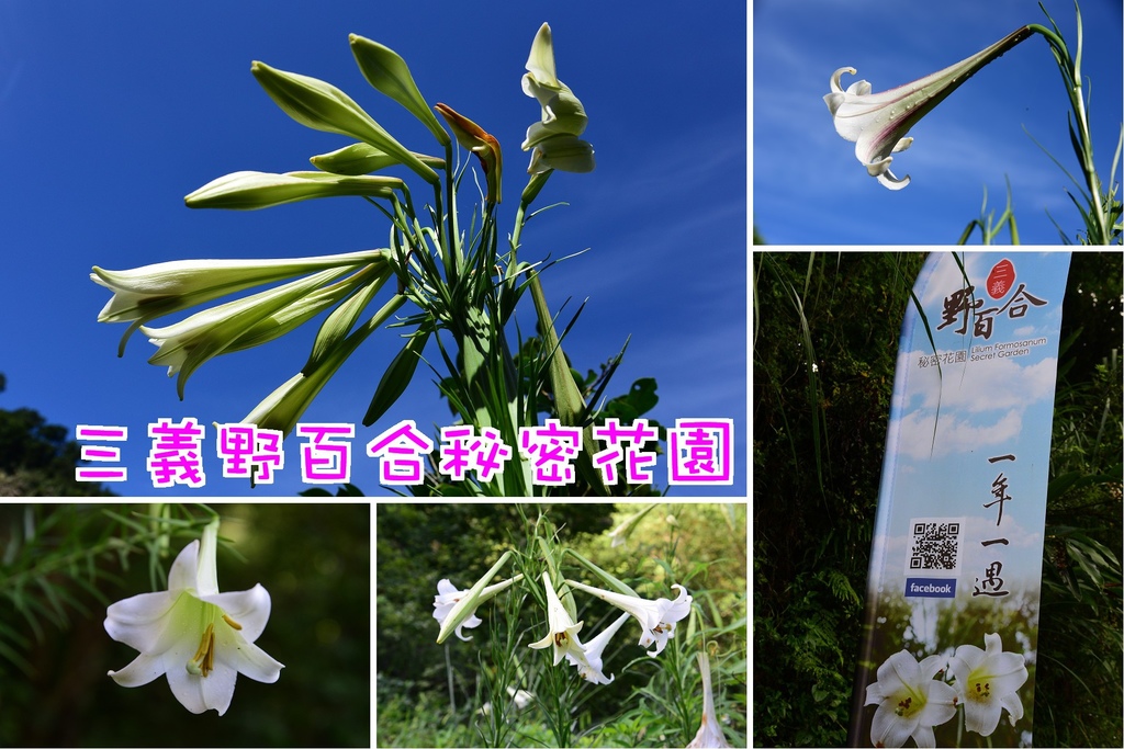 【苗栗旅遊】三義野百合秘密花園．一年一遇的美麗/與百合來場夏之共舞/免費參觀/一日遊/勝興車站/秘境/私房景點 @假日農夫愛趴趴照