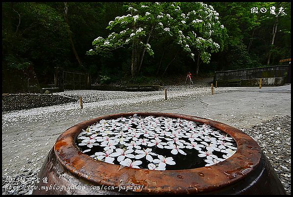 客家桐花祭|一桐去郊遊．中部賞桐地點及活動整理分享/賞桐步道/一日遊 @假日農夫愛趴趴照