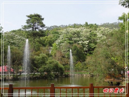 【客家桐花祭】一桐去郊遊．2018中部賞桐地點及活動整理分享/賞桐步道 @假日農夫愛趴趴照