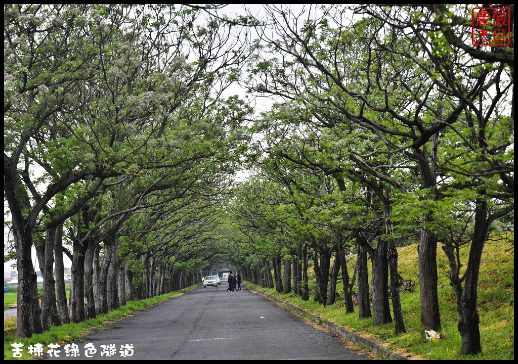 嘉義旅遊|全台最長苦楝花隧道開花了．快來浪漫一夏 @假日農夫愛趴趴照