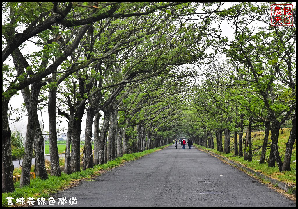 嘉義旅遊|全台最長苦楝花隧道開花了．快來浪漫一夏 @假日農夫愛趴趴照