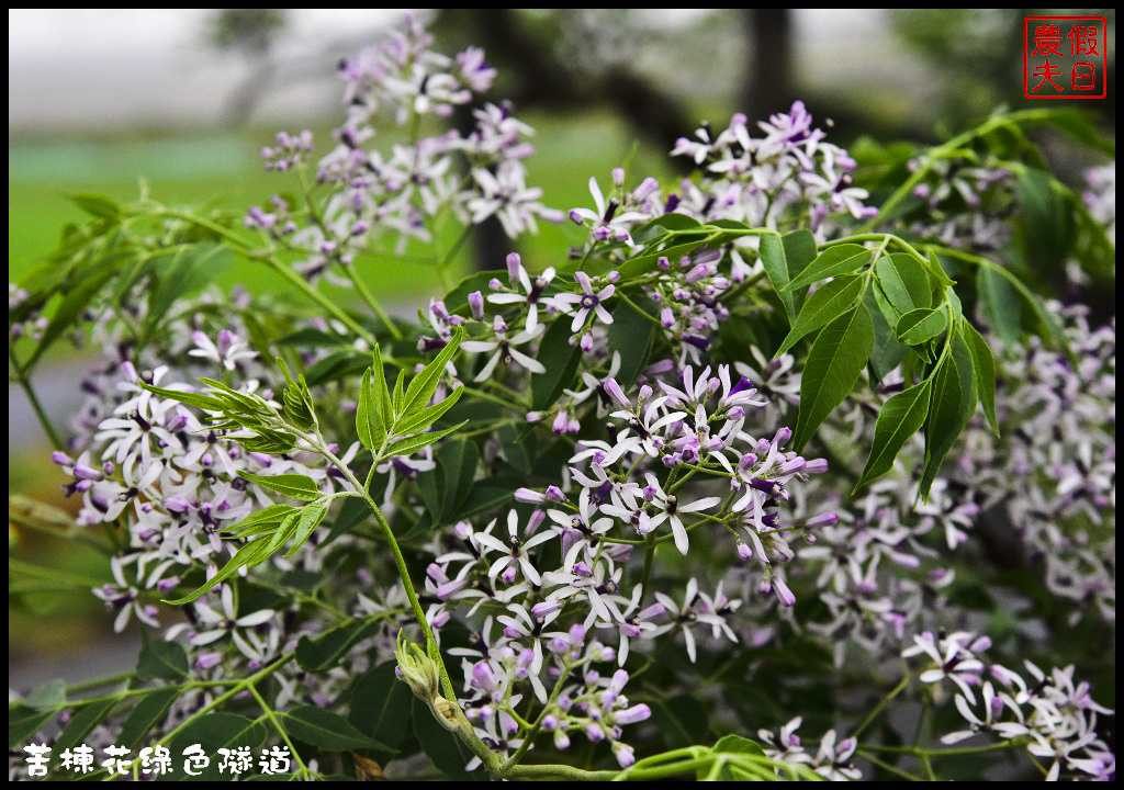 嘉義旅遊|全台最長苦楝花隧道開花了．快來浪漫一夏 @假日農夫愛趴趴照