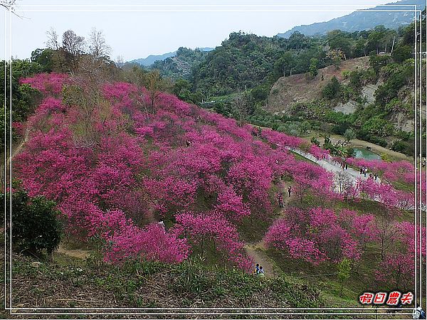 【走春好所在】新春過年去哪玩．中部景點大搜集/賞花/春節/觀光工廠/農場 @假日農夫愛趴趴照