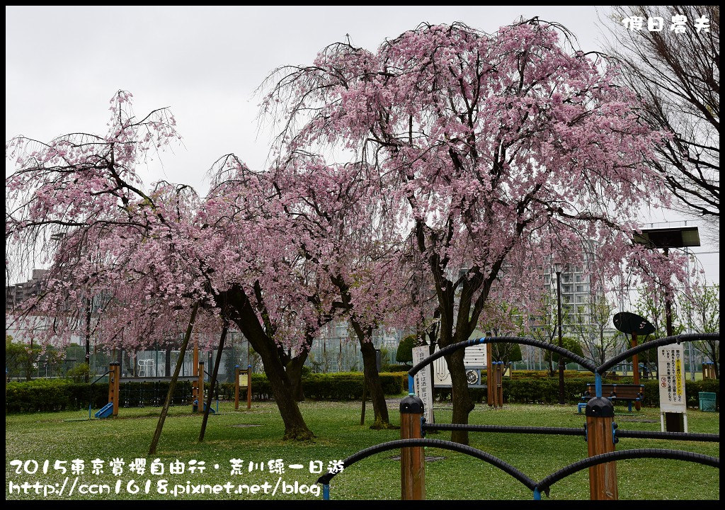 【日本旅遊】東京賞櫻自由行‧荒川線一日遊/都電荒川線一日券/季節對還能賞櫻 @假日農夫愛趴趴照