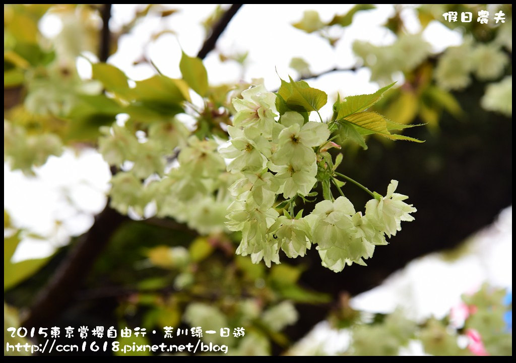 【日本旅遊】東京賞櫻自由行‧荒川線一日遊/都電荒川線一日券/季節對還能賞櫻 @假日農夫愛趴趴照