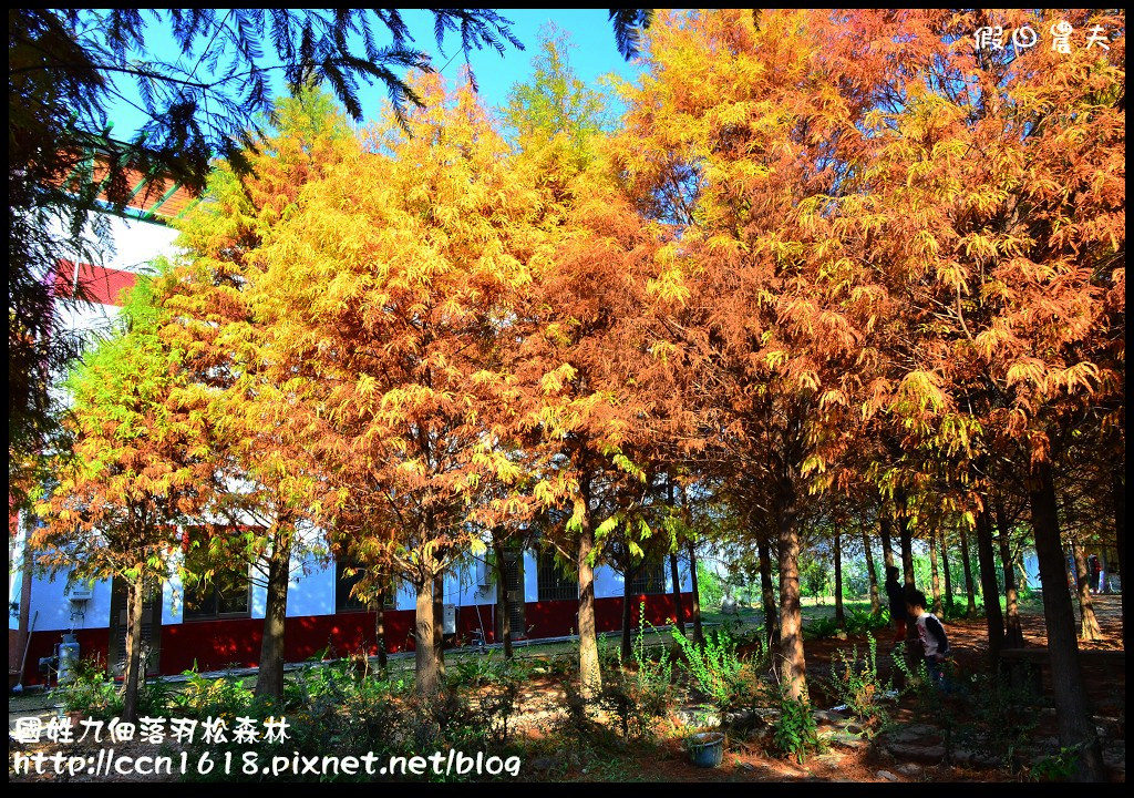 南投景點|國姓九佃落羽松森林．小而美私房秘境 @假日農夫愛趴趴照