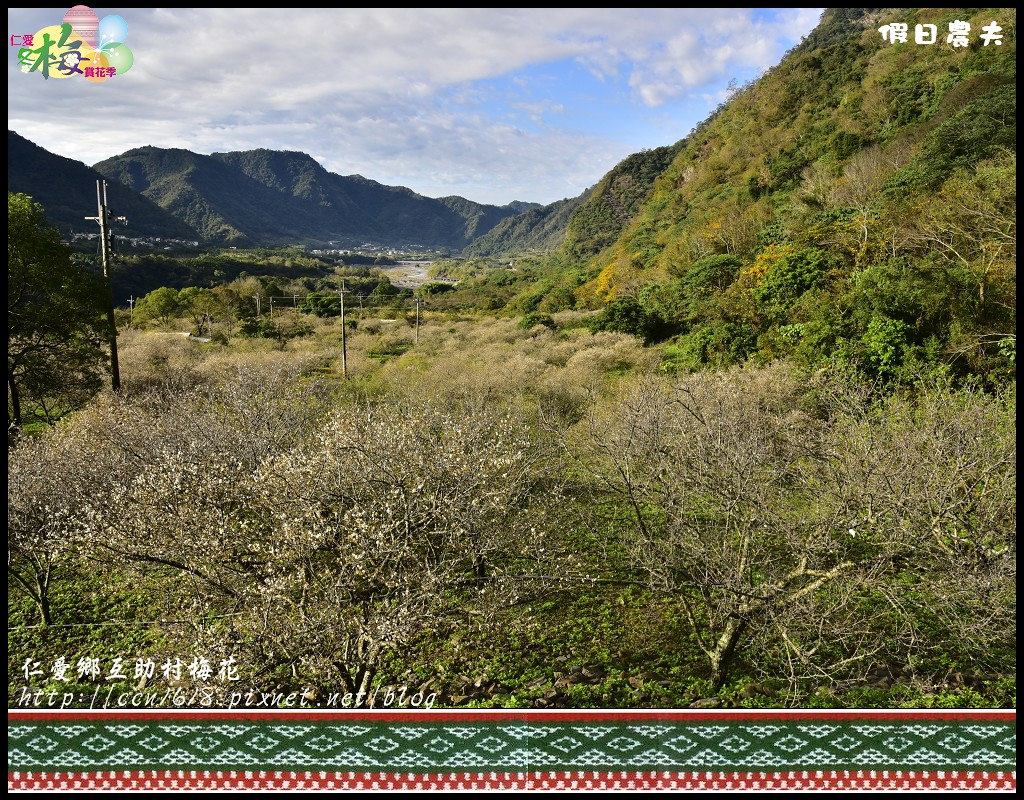 【農夫愛賞花】仁愛鄉互助村梅花飄雪．把握最後的賞花期 @假日農夫愛趴趴照