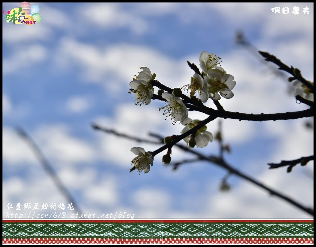 【農夫愛賞花】仁愛鄉互助村梅花飄雪．把握最後的賞花期 @假日農夫愛趴趴照