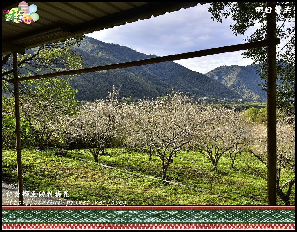 【農夫愛賞花】仁愛鄉互助村梅花飄雪．把握最後的賞花期 @假日農夫愛趴趴照