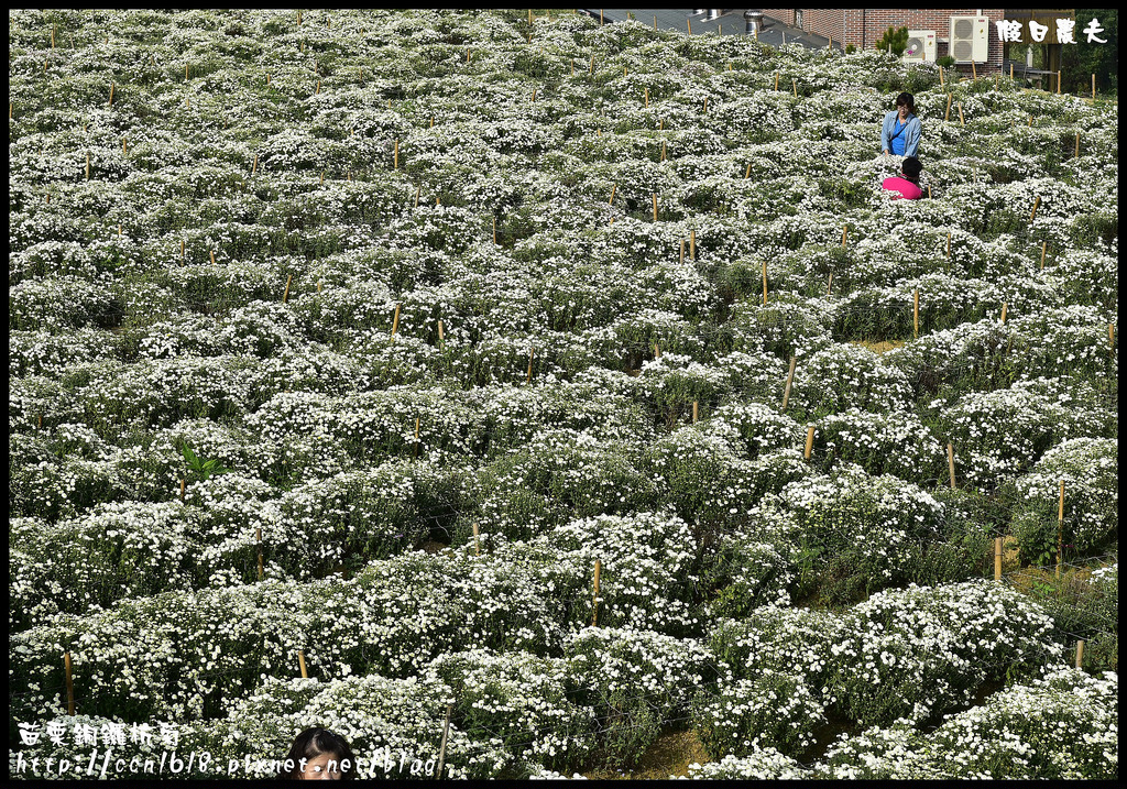 【農夫愛賞花】2015杭菊芋頭節&#8211;菊祥如芋(11/7銅鑼杭菊花況搶先看) @假日農夫愛趴趴照