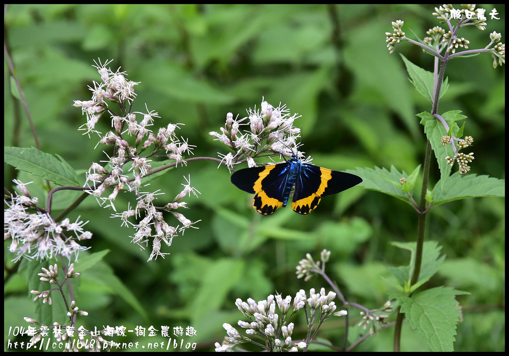 【雲林旅遊】雲林黃金山海線-掏金農遊趣．古坑華山桂竹林餐廳+重點咖啡+茗鎮咖啡民宿/二日遊/ @假日農夫愛趴趴照