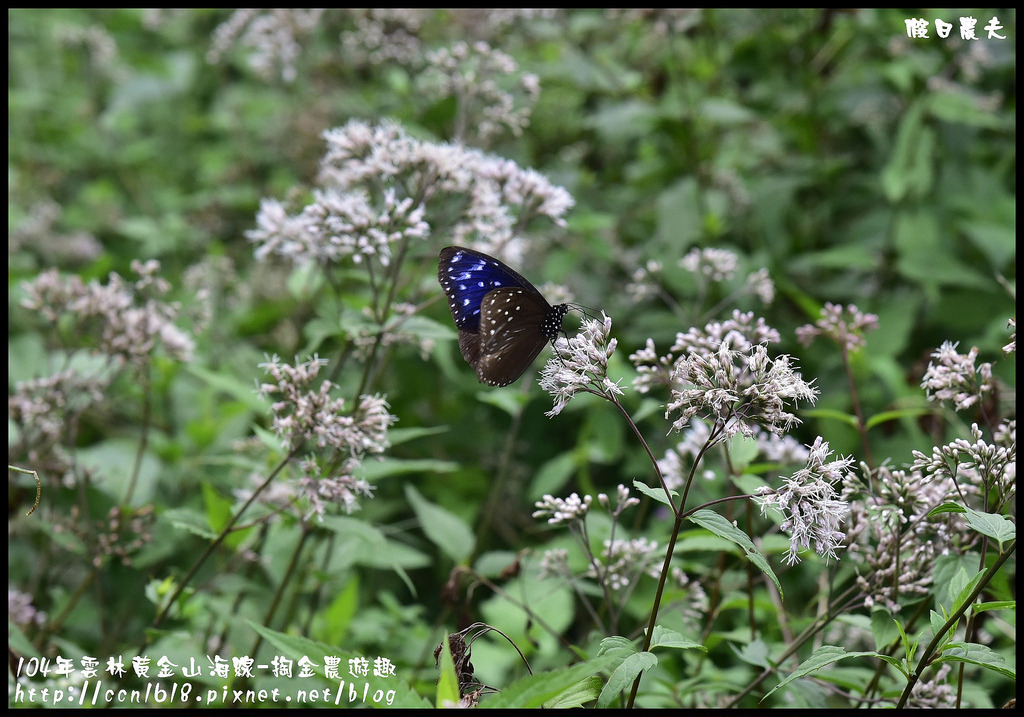 【雲林旅遊】雲林黃金山海線-掏金農遊趣．古坑華山桂竹林餐廳+重點咖啡+茗鎮咖啡民宿/二日遊/ @假日農夫愛趴趴照