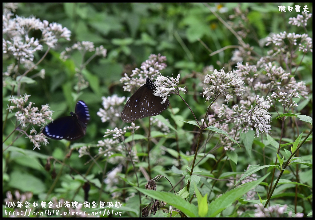 【雲林旅遊】雲林黃金山海線-掏金農遊趣．古坑華山桂竹林餐廳+重點咖啡+茗鎮咖啡民宿/二日遊/ @假日農夫愛趴趴照