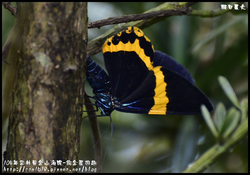 【雲林旅遊】雲林黃金山海線-掏金農遊趣．古坑華山桂竹林餐廳+重點咖啡+茗鎮咖啡民宿/二日遊/ @假日農夫愛趴趴照