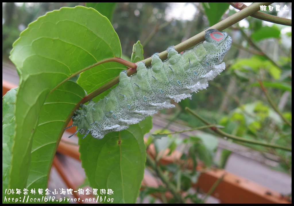 【雲林旅遊】雲林黃金山海線-掏金農遊趣．古坑華山桂竹林餐廳+重點咖啡+茗鎮咖啡民宿/二日遊/ @假日農夫愛趴趴照