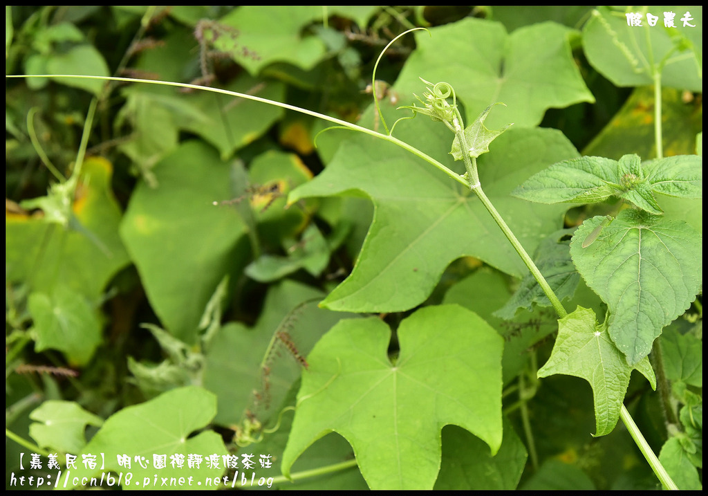 【嘉義住宿】明心園禪靜渡假茶莊．被雲海包圍的民宿/隙頂/二延平步道/龍頭/奮起湖/阿里山/二天一夜 @假日農夫愛趴趴照