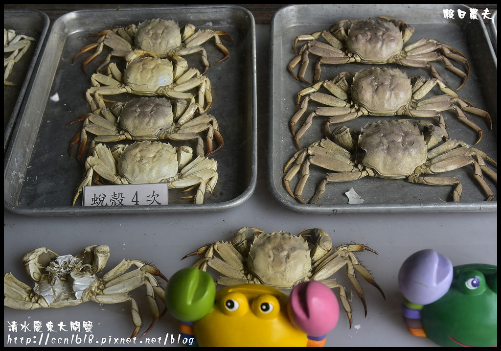 【台中美食】清水慶東大閘蟹農場．品嚐秋蟹的肥美好滋味/台灣養殖/檢驗合格/現場料理 @假日農夫愛趴趴照