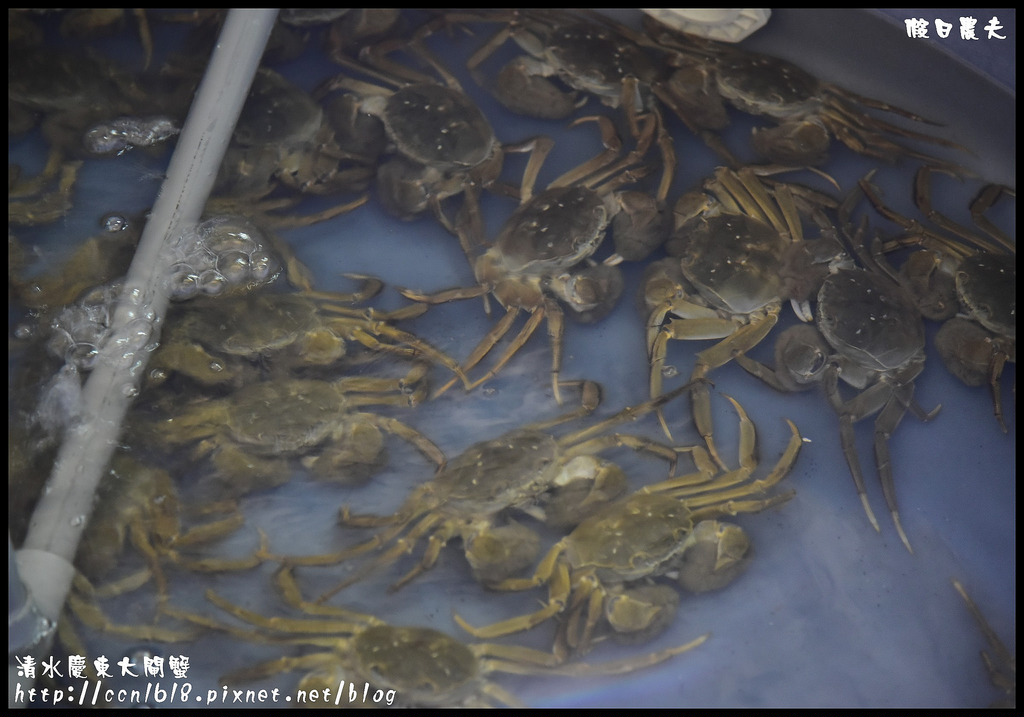 【台中美食】清水慶東大閘蟹農場．品嚐秋蟹的肥美好滋味/台灣養殖/檢驗合格/現場料理 @假日農夫愛趴趴照