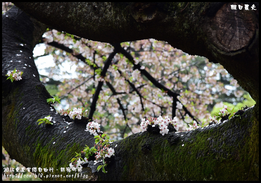 【日本旅遊】東京賞櫻親子自由行．猿江恩賜公園．隱藏版賞櫻地+新宿御苑 @假日農夫愛趴趴照