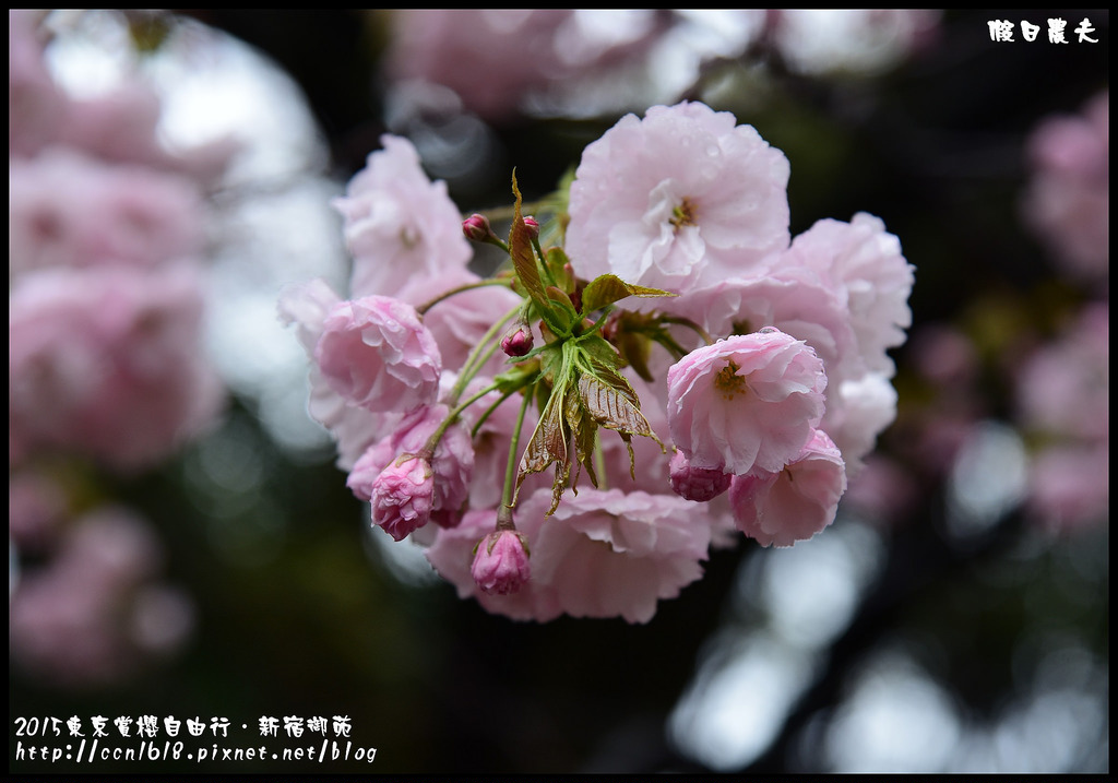 【日本旅遊】東京賞櫻親子自由行．猿江恩賜公園．隱藏版賞櫻地+新宿御苑 @假日農夫愛趴趴照