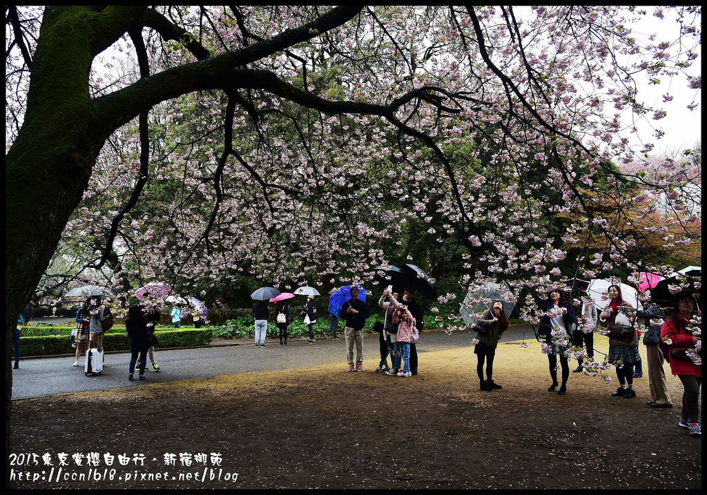 【日本旅遊】東京賞櫻親子自由行．猿江恩賜公園．隱藏版賞櫻地+新宿御苑 @假日農夫愛趴趴照