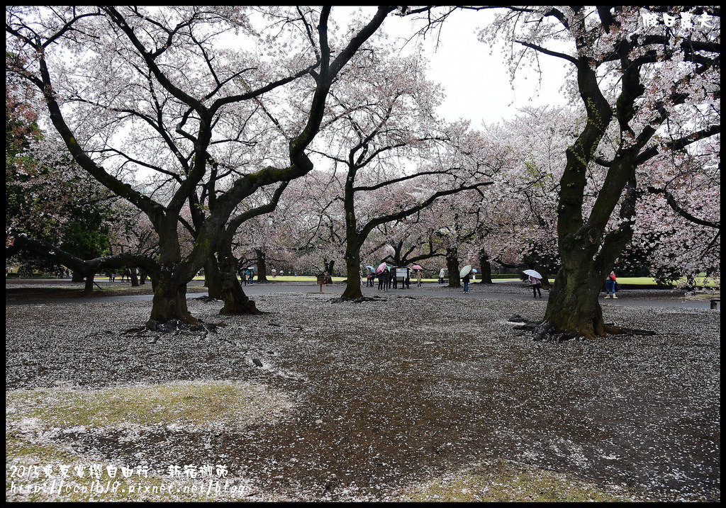 【日本旅遊】東京賞櫻親子自由行．猿江恩賜公園．隱藏版賞櫻地+新宿御苑 @假日農夫愛趴趴照