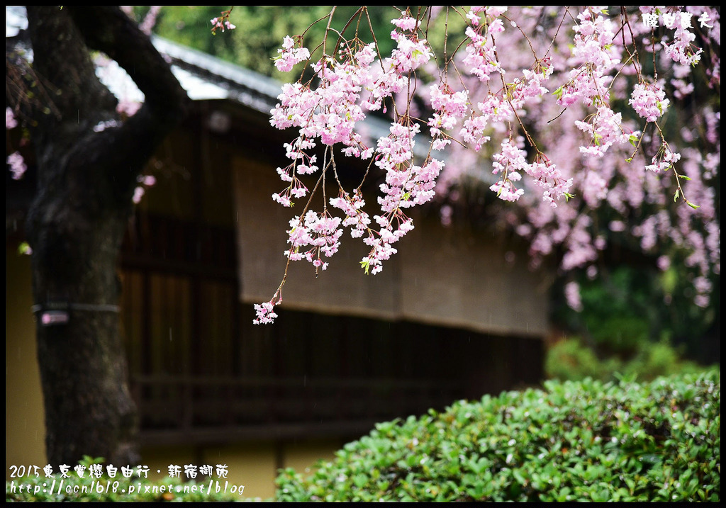 【日本旅遊】東京賞櫻親子自由行．猿江恩賜公園．隱藏版賞櫻地+新宿御苑 @假日農夫愛趴趴照