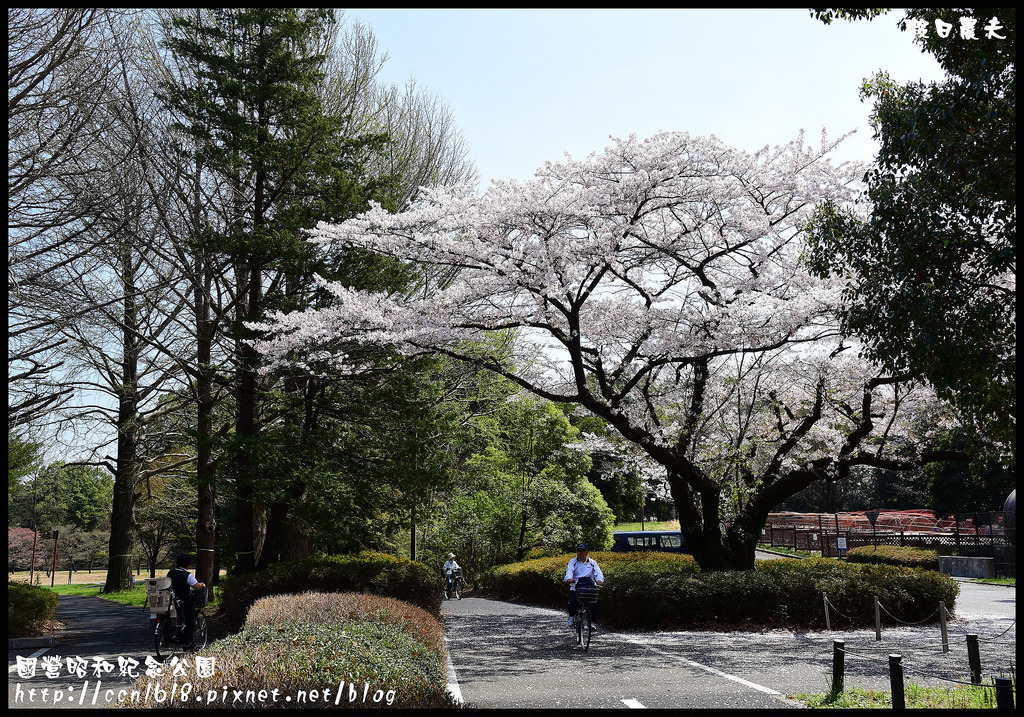 【日本旅遊】東京親子賞櫻自由行‧國營昭和紀念公園/爆美櫻花/櫻吹雪/鬱金香 @假日農夫愛趴趴照