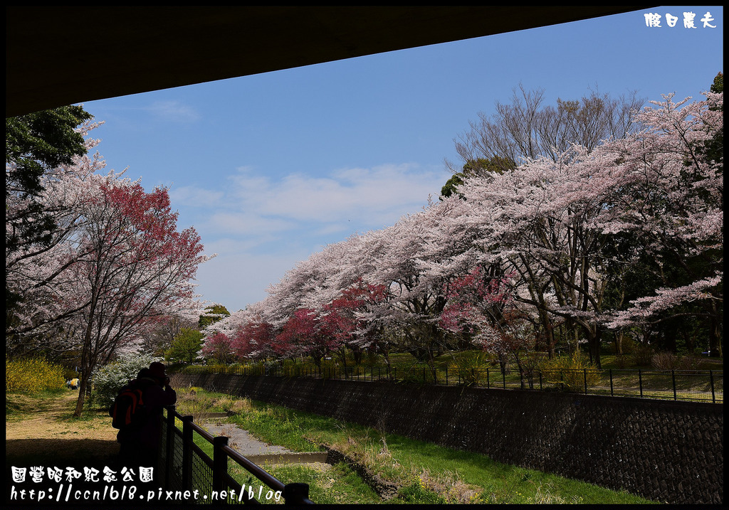 【日本旅遊】東京親子賞櫻自由行‧國營昭和紀念公園/爆美櫻花/櫻吹雪/鬱金香 @假日農夫愛趴趴照