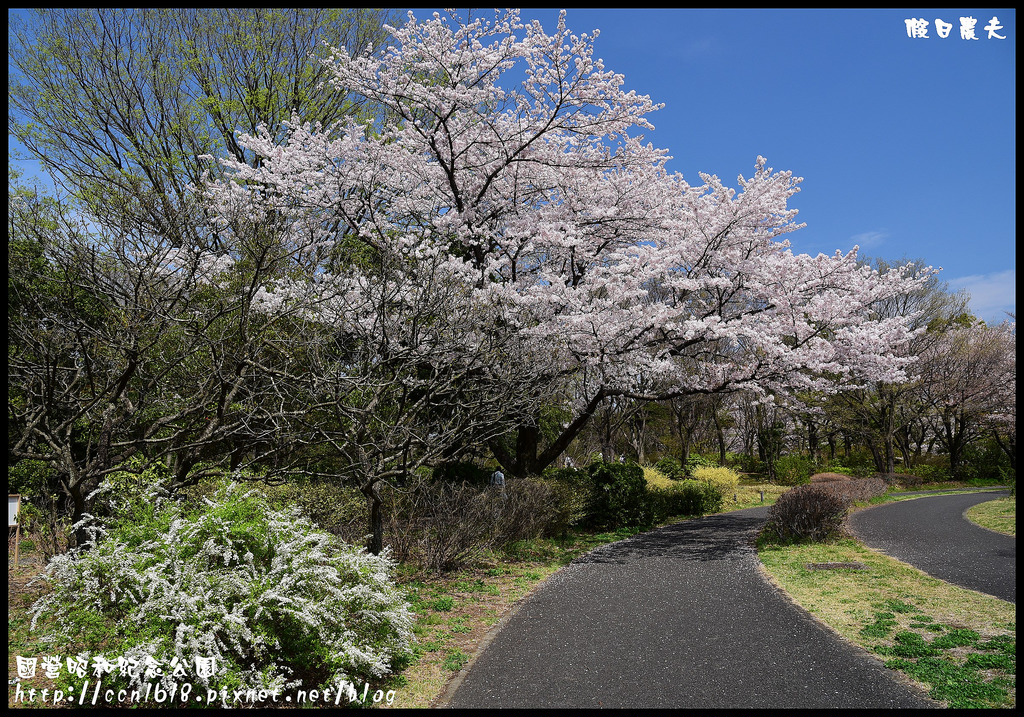 【日本旅遊】東京親子賞櫻自由行‧國營昭和紀念公園/爆美櫻花/櫻吹雪/鬱金香 @假日農夫愛趴趴照