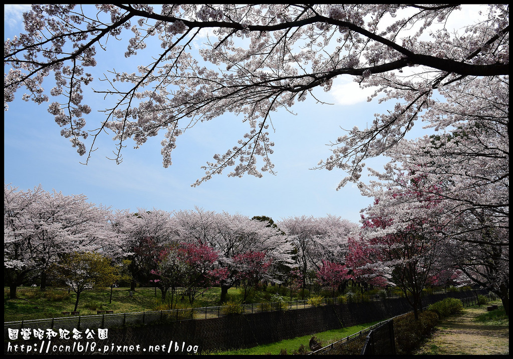 【日本旅遊】東京親子賞櫻自由行‧國營昭和紀念公園/爆美櫻花/櫻吹雪/鬱金香 @假日農夫愛趴趴照