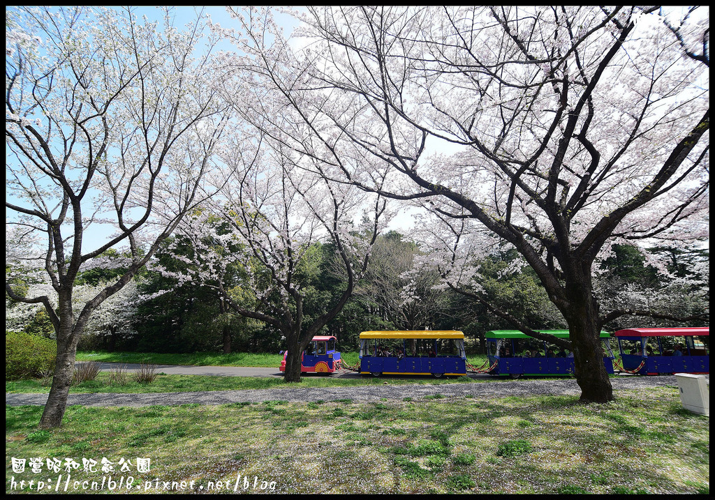 【日本旅遊】東京親子賞櫻自由行‧國營昭和紀念公園/爆美櫻花/櫻吹雪/鬱金香 @假日農夫愛趴趴照