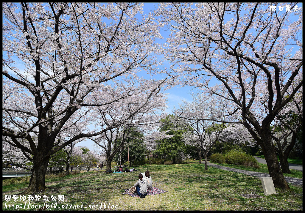 【日本旅遊】東京親子賞櫻自由行‧國營昭和紀念公園/爆美櫻花/櫻吹雪/鬱金香 @假日農夫愛趴趴照