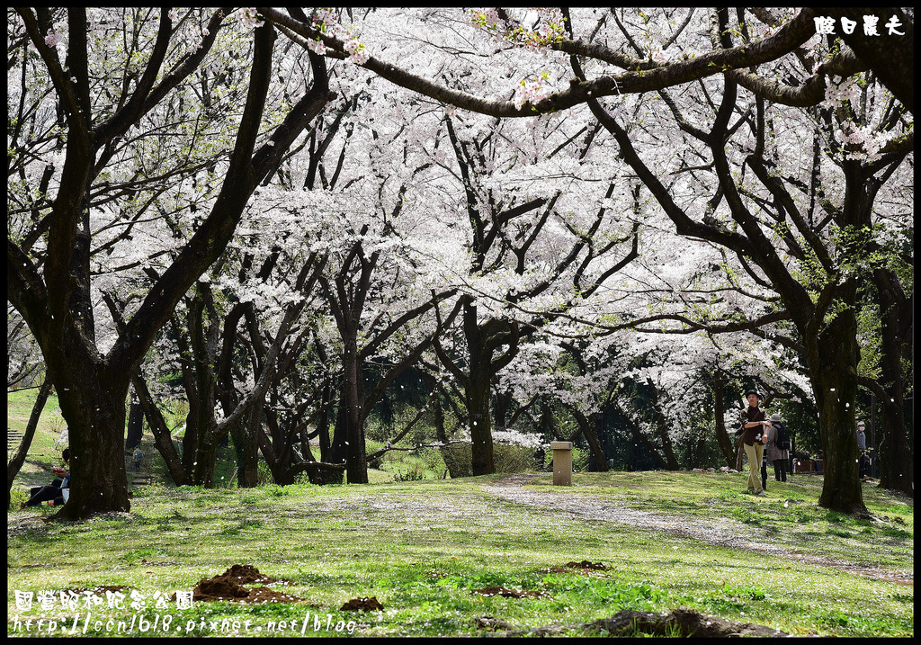 【日本旅遊】東京親子賞櫻自由行‧國營昭和紀念公園/爆美櫻花/櫻吹雪/鬱金香 @假日農夫愛趴趴照