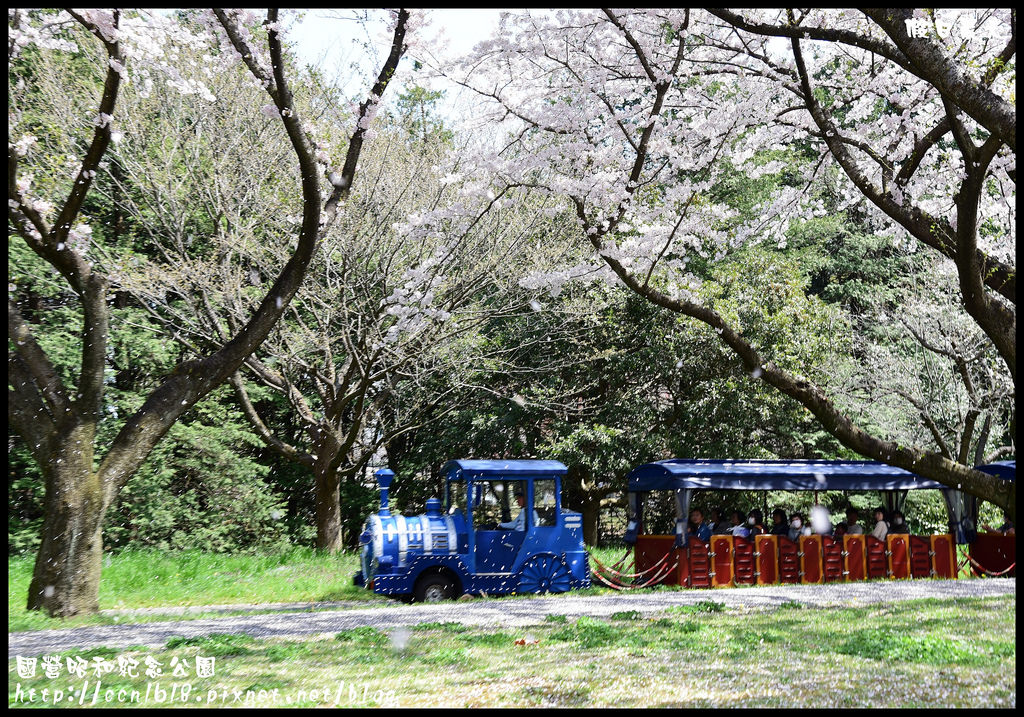 【日本旅遊】東京親子賞櫻自由行‧國營昭和紀念公園/爆美櫻花/櫻吹雪/鬱金香 @假日農夫愛趴趴照