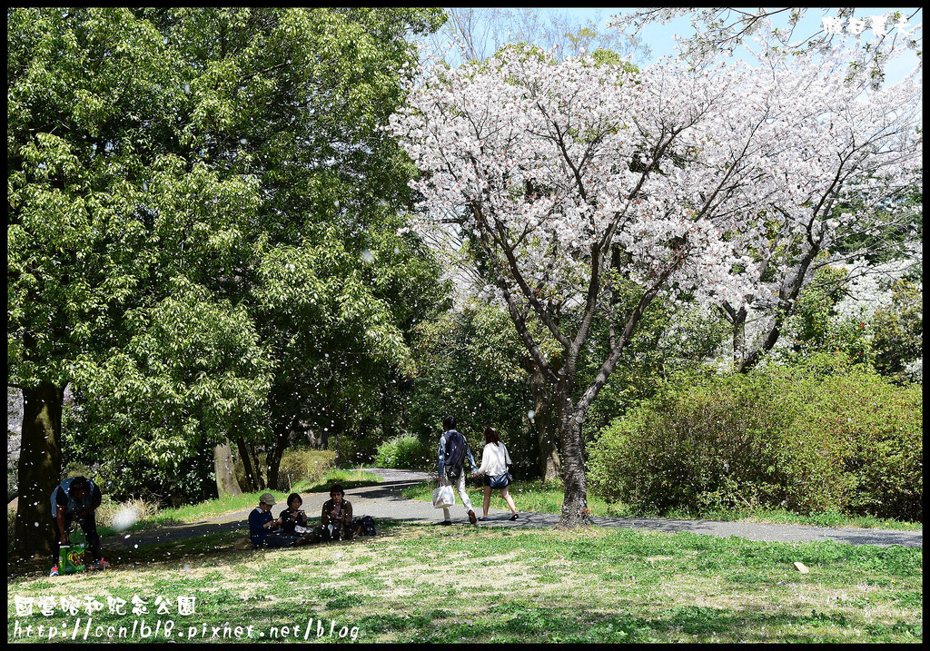 【日本旅遊】東京親子賞櫻自由行‧國營昭和紀念公園/爆美櫻花/櫻吹雪/鬱金香 @假日農夫愛趴趴照