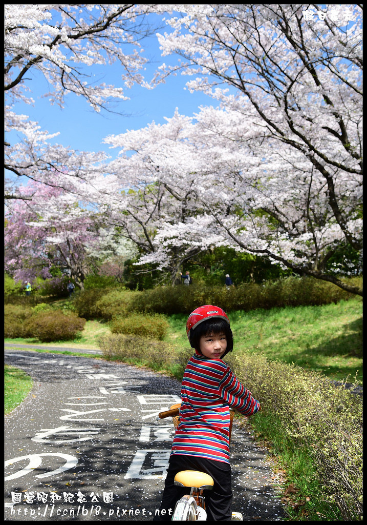 【日本旅遊】東京親子賞櫻自由行‧國營昭和紀念公園/爆美櫻花/櫻吹雪/鬱金香 @假日農夫愛趴趴照