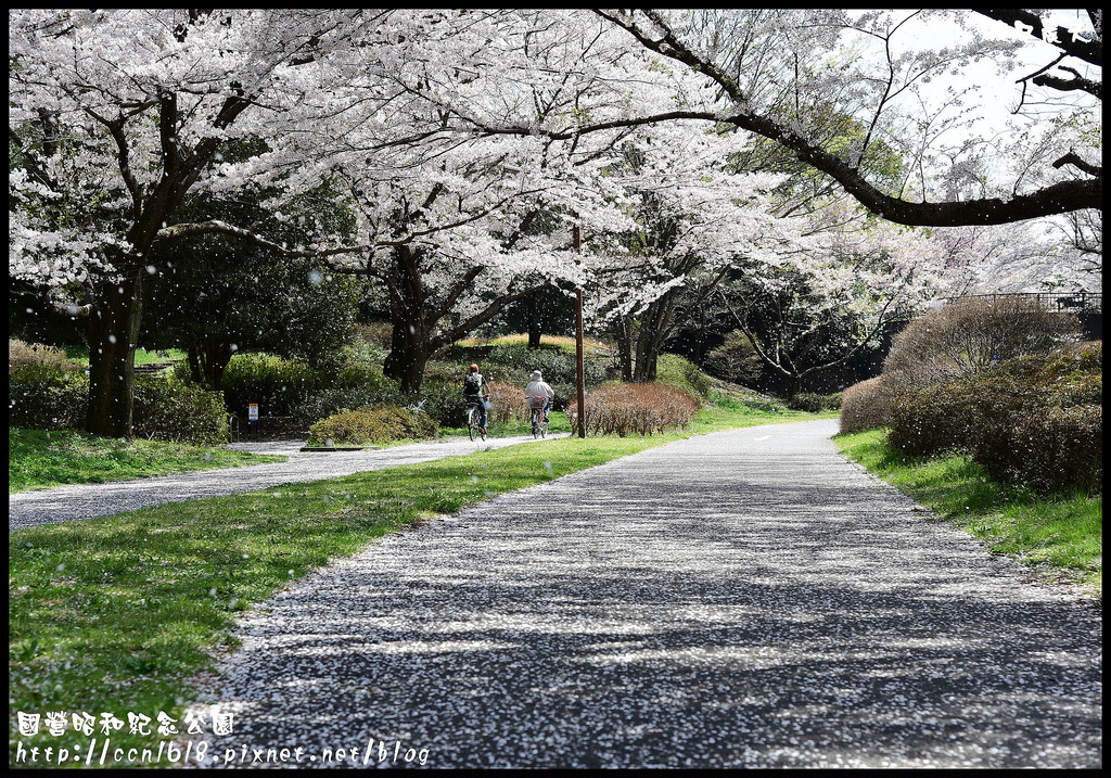 【日本旅遊】東京親子賞櫻自由行‧國營昭和紀念公園/爆美櫻花/櫻吹雪/鬱金香 @假日農夫愛趴趴照