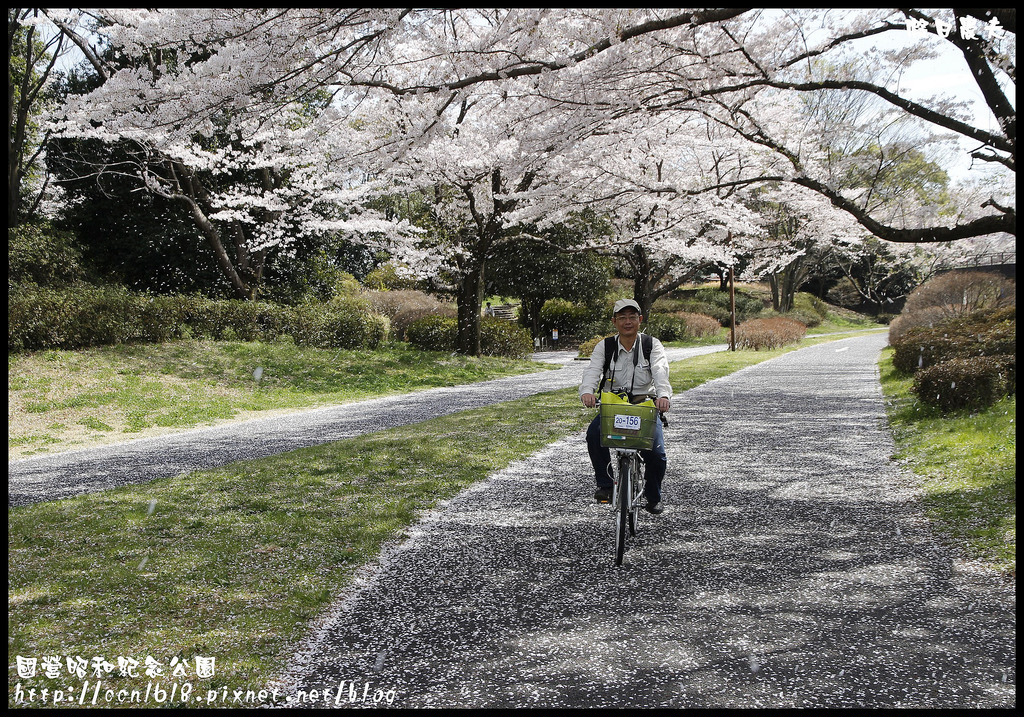 【日本旅遊】東京親子賞櫻自由行‧國營昭和紀念公園/爆美櫻花/櫻吹雪/鬱金香 @假日農夫愛趴趴照