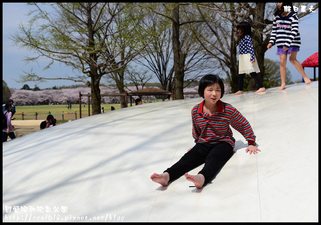 【日本旅遊】東京親子賞櫻自由行‧國營昭和紀念公園/爆美櫻花/櫻吹雪/鬱金香 @假日農夫愛趴趴照