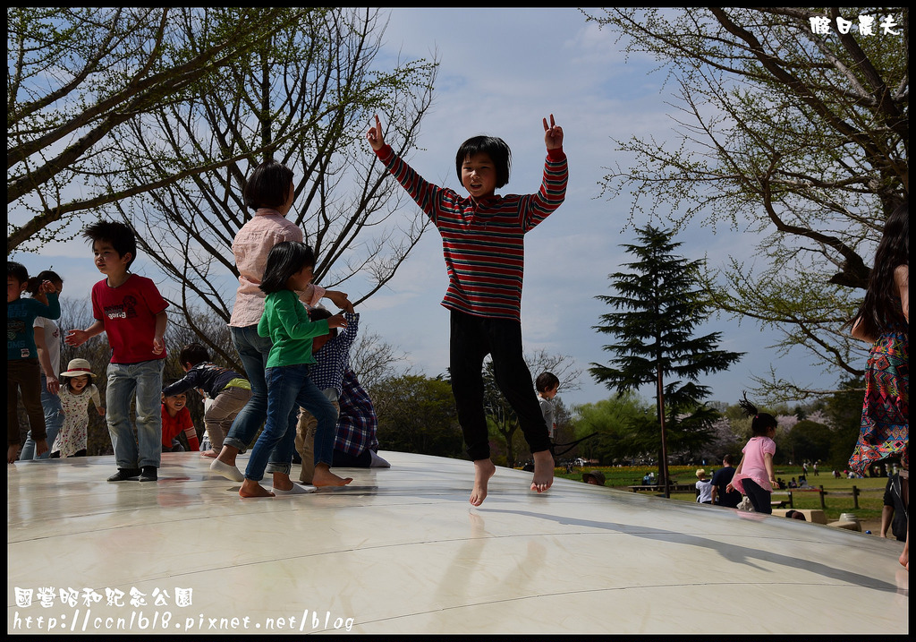 【日本旅遊】東京親子賞櫻自由行‧國營昭和紀念公園/爆美櫻花/櫻吹雪/鬱金香 @假日農夫愛趴趴照