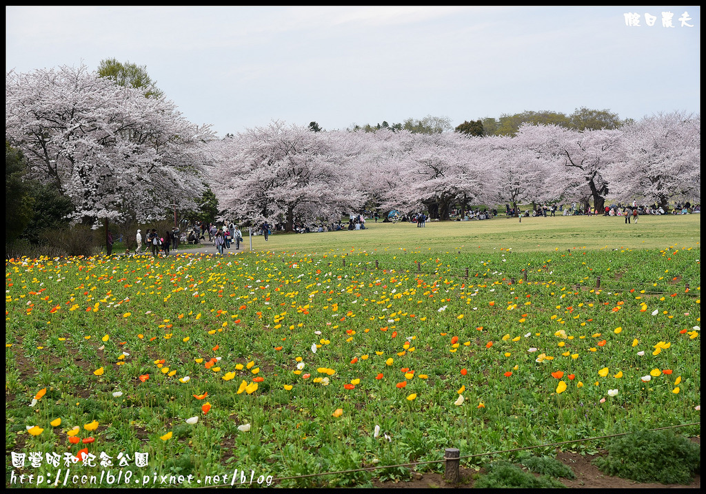 【日本旅遊】東京親子賞櫻自由行‧國營昭和紀念公園/爆美櫻花/櫻吹雪/鬱金香 @假日農夫愛趴趴照