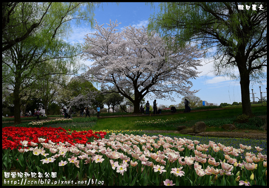 【日本旅遊】東京親子賞櫻自由行‧國營昭和紀念公園/爆美櫻花/櫻吹雪/鬱金香 @假日農夫愛趴趴照