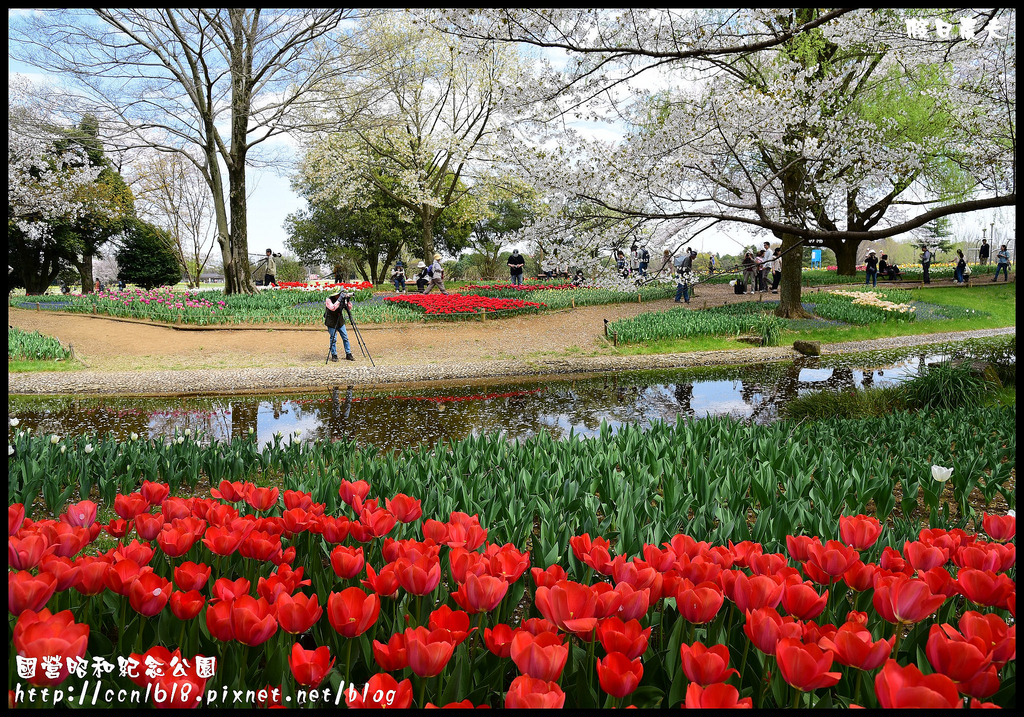 【日本旅遊】東京親子賞櫻自由行‧國營昭和紀念公園/爆美櫻花/櫻吹雪/鬱金香 @假日農夫愛趴趴照