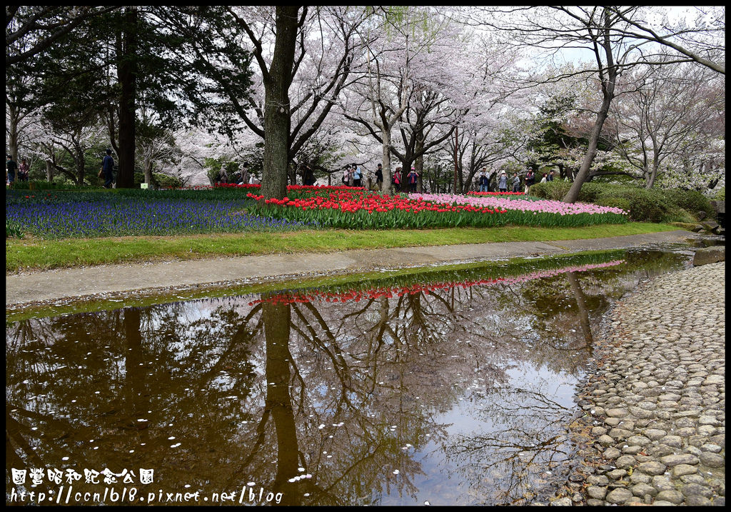 【日本旅遊】東京親子賞櫻自由行‧國營昭和紀念公園/爆美櫻花/櫻吹雪/鬱金香 @假日農夫愛趴趴照