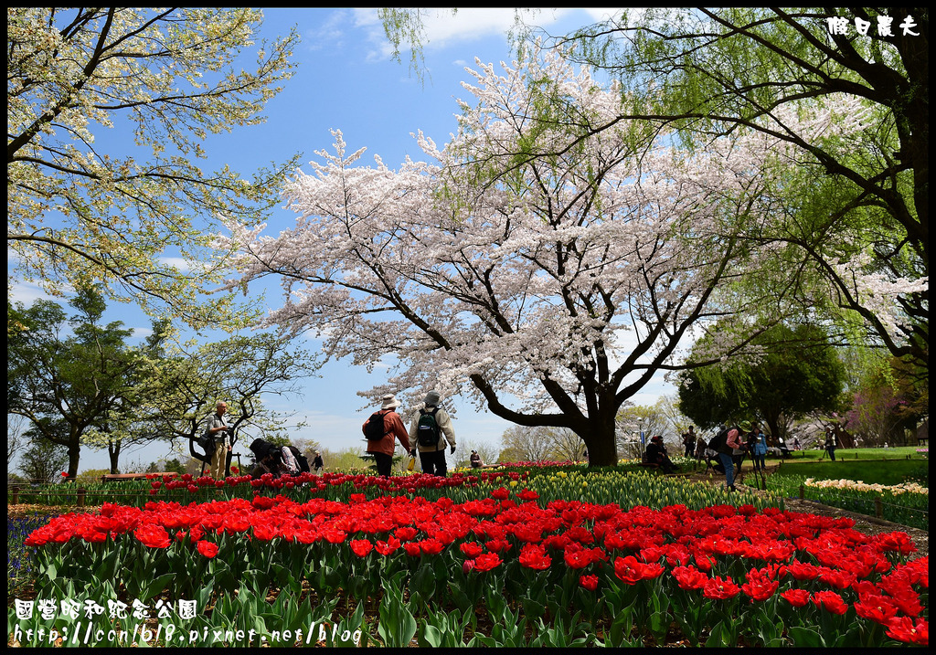 【日本旅遊】東京親子賞櫻自由行‧國營昭和紀念公園/爆美櫻花/櫻吹雪/鬱金香 @假日農夫愛趴趴照