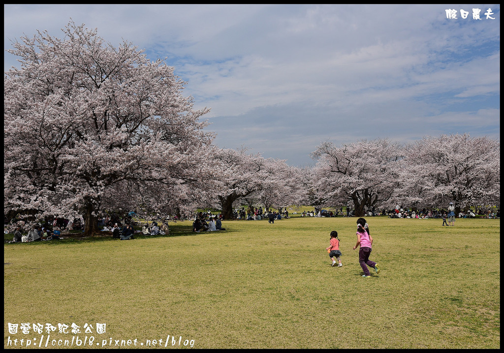 【日本旅遊】東京親子賞櫻自由行‧國營昭和紀念公園/爆美櫻花/櫻吹雪/鬱金香 @假日農夫愛趴趴照