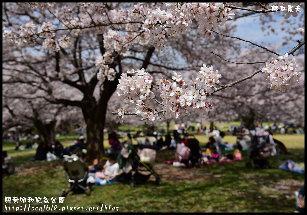 【日本旅遊】東京親子賞櫻自由行‧國營昭和紀念公園/爆美櫻花/櫻吹雪/鬱金香 @假日農夫愛趴趴照