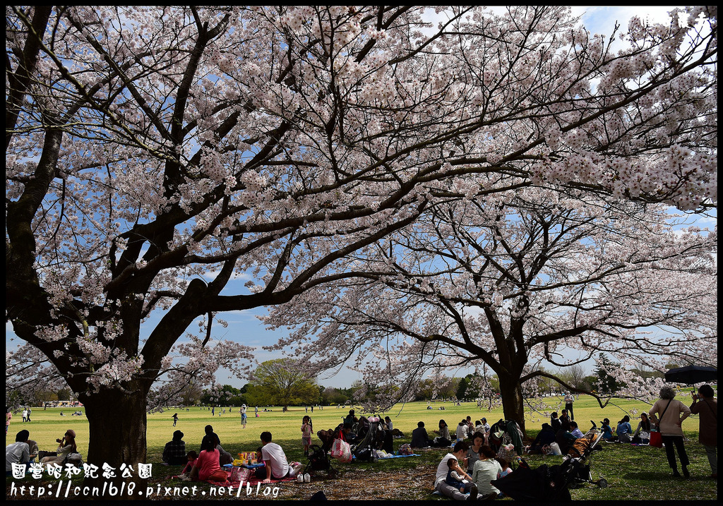 【日本旅遊】東京親子賞櫻自由行‧國營昭和紀念公園/爆美櫻花/櫻吹雪/鬱金香 @假日農夫愛趴趴照